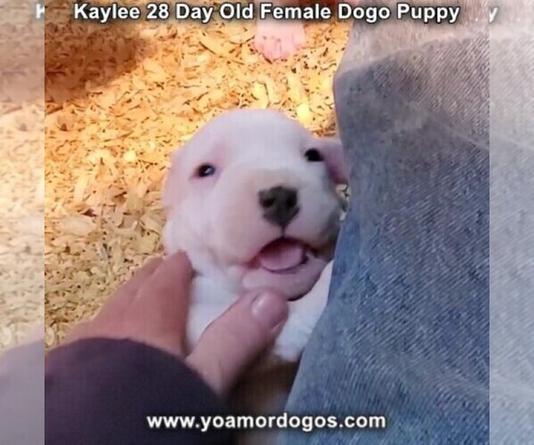Medium Photo #35 Dogo Argentino Puppy For Sale in JANE, MO, USA