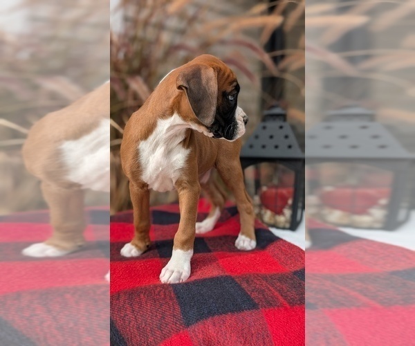 Medium Photo #21 Boxer Puppy For Sale in GOSHEN, IN, USA