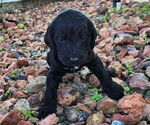 Small #4 German Shorthaired Pointer-Goldendoodle Mix