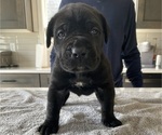 Small #48 Cane Corso