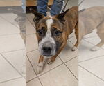 Small #8 Boston Terrier Mix