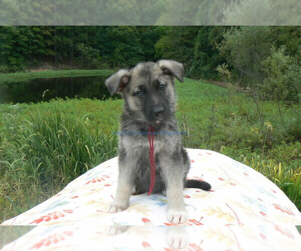Medium Photo #9 German Shepherd Dog Puppy For Sale in PIEDMONT, MO, USA