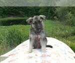 Small #8 German Shepherd Dog