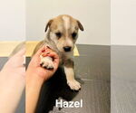 Small Mutt