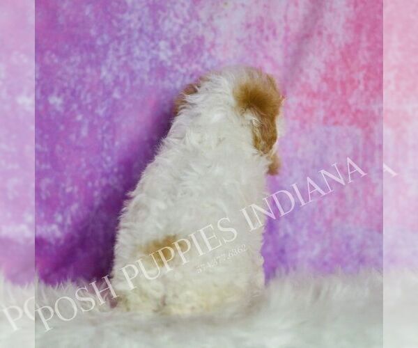 Medium Photo #59 Poodle (Toy) Puppy For Sale in WARSAW, IN, USA
