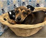 Small Labrador Retriever Mix