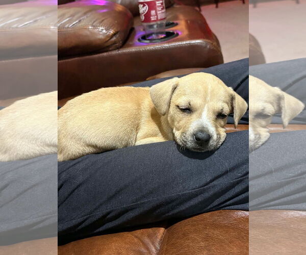 Medium Photo #1 Mutt Puppy For Sale in New London, WI, USA