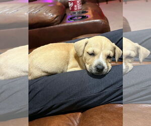 Mutt Dogs for adoption in New London, WI, USA