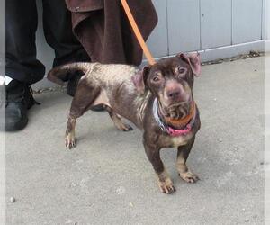 Dachshund Dogs for adoption in Louisville, KY, USA