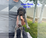 Puppy Liver Roan 1 German Shorthaired Pointer