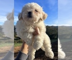 Small Photo #15 Zuchon Puppy For Sale in RAINBOW, CA, USA