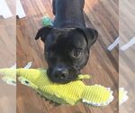 Small #2 Boxador