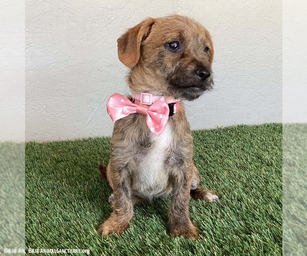 Medium Photo #2 Dachshund-Miniature Schnauzer Mix Puppy For Sale in San Diego, CA, USA