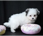 Small #3 Maltipom