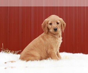Labradoodle Puppy for sale in APPLE CREEK, OH, USA