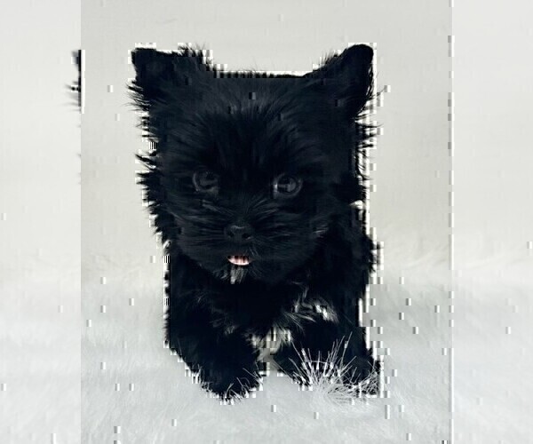 Medium Photo #23 Yorkshire Terrier Puppy For Sale in THONOTOSASSA, FL, USA