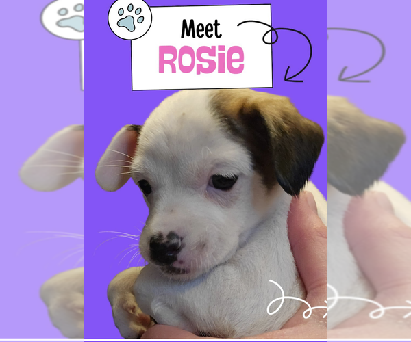 Medium Photo #1 Chihuahua-Unknown Mix Puppy For Sale in Plainfield, IL, USA