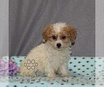 Small #1 Poovanese
