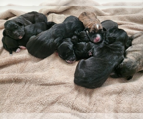 Medium Photo #1 Anatolian Shepherd-Sheepadoodle Mix Puppy For Sale in ALEXANDER, NC, USA