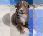 Small Photo #15 Australian Shepherd Puppy For Sale in MORROW, OH, USA