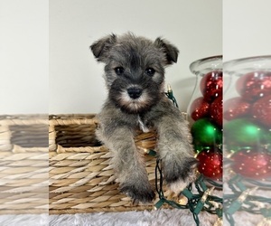 Schnauzer (Miniature) Puppy for sale in GREENFIELD, IN, USA