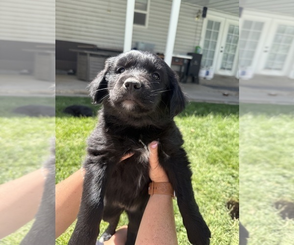 Medium Photo #9 Golden Retriever-Miniature Australian Shepherd Mix Puppy For Sale in LOGAN, UT, USA