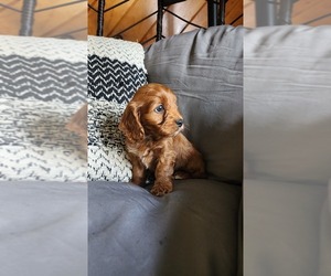 Medium Cavapoo (Miniature)