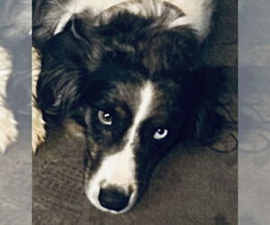 Australian Shepherd Dogs for adoption in Dallas, TX, USA