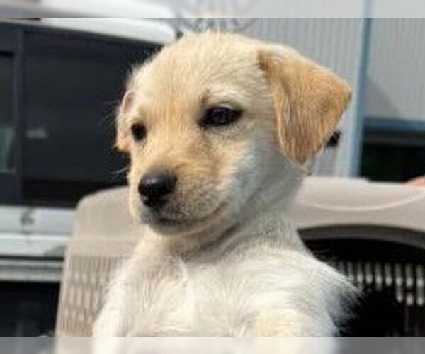 Medium Photo #1 Mutt Puppy For Sale in Redwood City, CA, USA