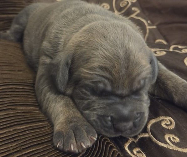 Medium Photo #1 Cane Corso Puppy For Sale in HENDERSON, NV, USA