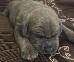 Cane Corso Puppy for sale in HENDERSON, NV, USA