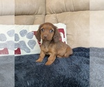 Small Photo #1 Dachshund Puppy For Sale in STELLA, MO, USA