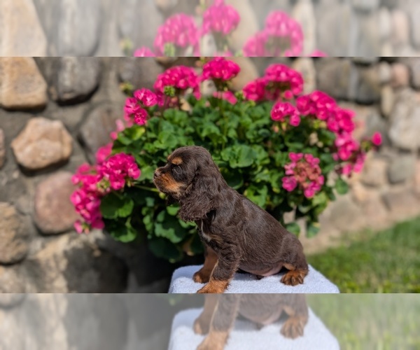 Medium Photo #11 Cocker Spaniel Puppy For Sale in GOSHEN, IN, USA