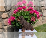 Small #10 Cocker Spaniel