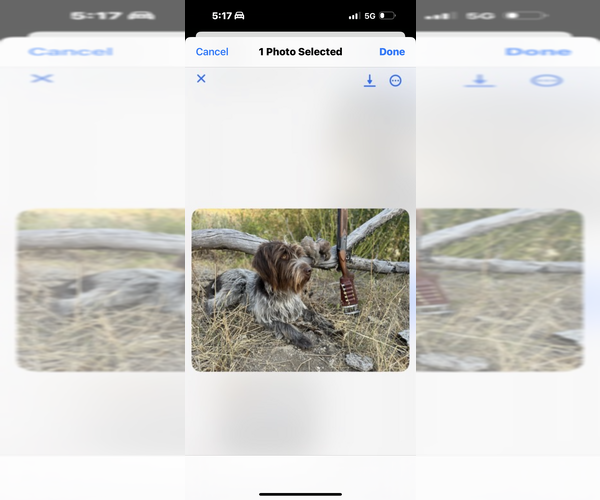 Medium Photo #1 Wirehaired Pointing Griffon Puppy For Sale in FAIRFIELD, MT, USA