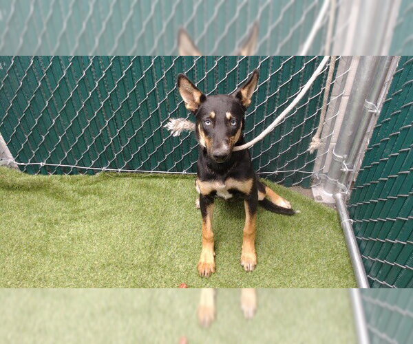 Medium Photo #1 Australian Kelpie-Siberian Husky Mix Puppy For Sale in Downey, CA, USA