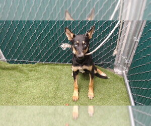 Australian Kelpie-Siberian Husky Mix Dogs for adoption in Downey, CA, USA