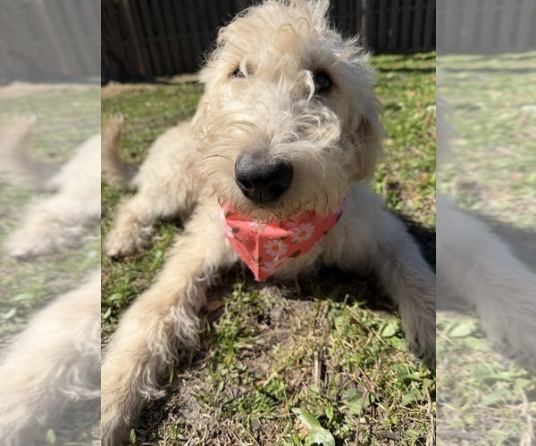 Medium Photo #1 Labradoodle Puppy For Sale in PEMBROKE, GA, USA