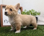Small #1 Pembroke Welsh Corgi