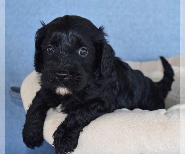 Medium Photo #3 Cavapoo Puppy For Sale in BOYCE, VA, USA