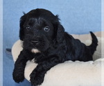 Small Photo #3 Cavapoo Puppy For Sale in BOYCE, VA, USA