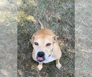 Momma - Female Mountain Cur-Rhodesian Ridgeback Mix Dog for Adoption - Photo #3
