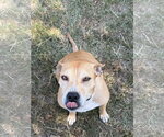 Small #2 Mountain Cur-Rhodesian Ridgeback Mix