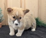 Small Photo #59 Pembroke Welsh Corgi Puppy For Sale in GOSHEN, IN, USA