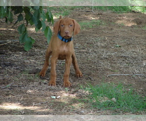 Vizsla Puppy for sale in AMORITA, OK, USA