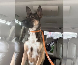 German Shepherd Dog-Unknown Mix Dogs for adoption in Holly Springs, NC, USA