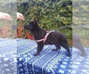 German Shepherd Dog Puppy for sale in N HIGHLANDS, CA, USA