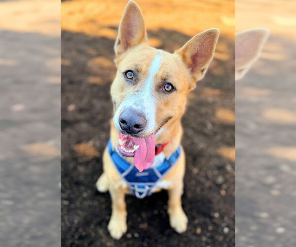 Medium Photo #4 German Shepherd Dog-Unknown Mix Puppy For Sale in Sacramento, CA, USA