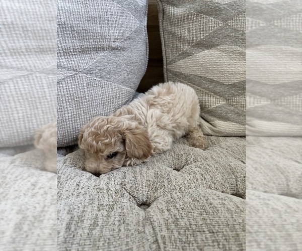 Medium Photo #42 Bichpoo Puppy For Sale in NORTH PORT, FL, USA