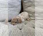 Small #7 Bichpoo